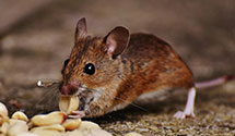 24 Hour & Emergency Exterminators in Foxfire Village, NC